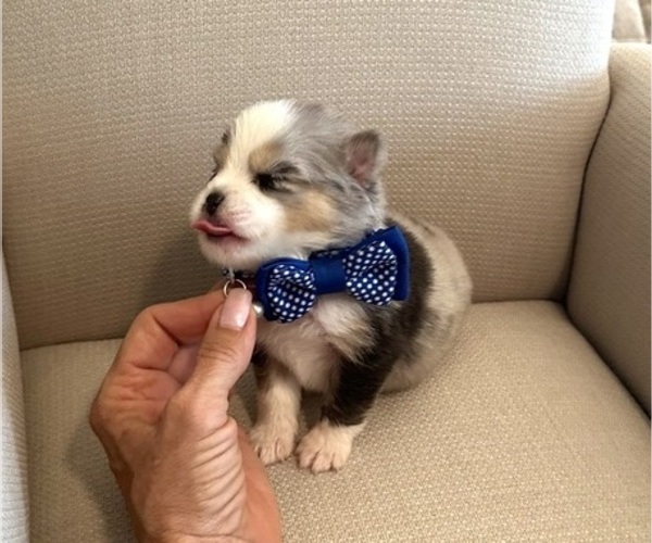 Medium Photo #9 Pomsky Puppy For Sale in CAVE CREEK, AZ, USA