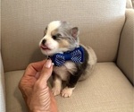 Small Photo #9 Pomsky Puppy For Sale in CAVE CREEK, AZ, USA