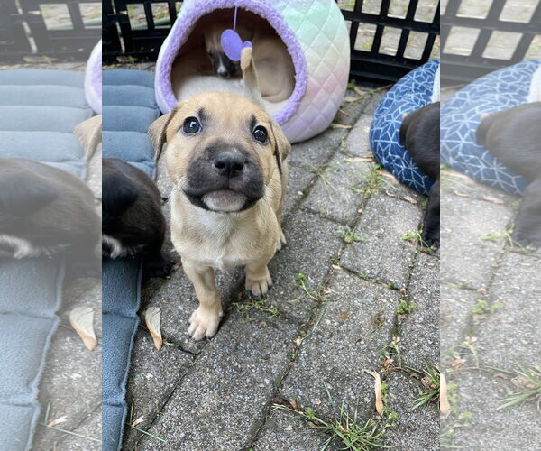 Medium Photo #14 Mutt Puppy For Sale in Derwood, MD, USA