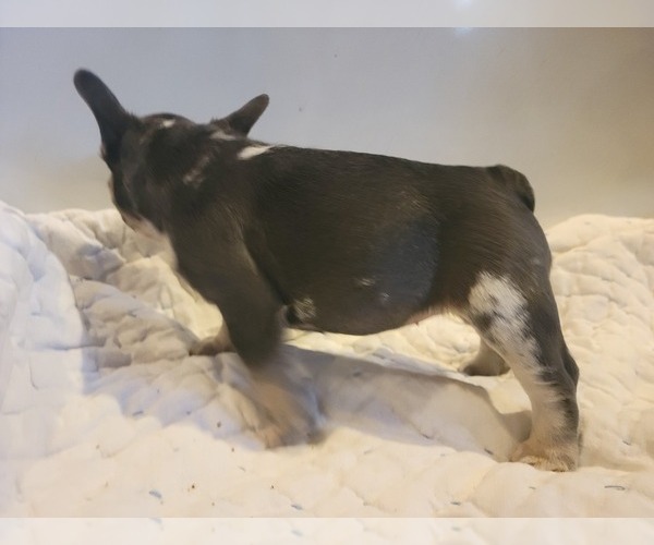 Medium Photo #5 French Bulldog Puppy For Sale in FRANKFORD, MO, USA