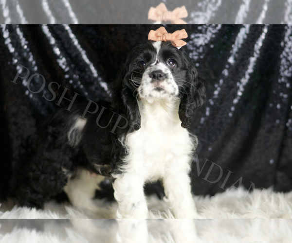 Medium Photo #4 Cocker Spaniel Puppy For Sale in WARSAW, IN, USA