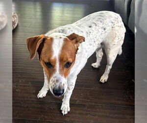 JEMMA - Female Basset Hound-Unknown Mix Dog for Adoption - Photo #5