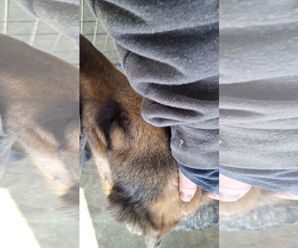 Medium Photo #49 German Shepherd Dog Puppy For Sale in Sebec, ME, USA