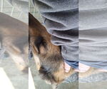 Small #48 German Shepherd Dog