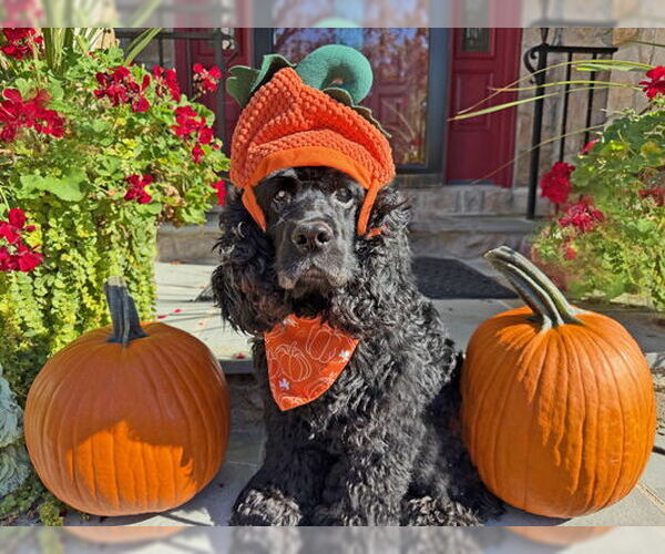 Medium Photo #2 Cocker Spaniel Puppy For Sale in Arlington, VA, USA