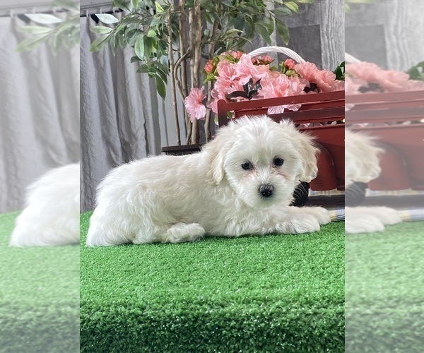 Medium Photo #1 Biton Puppy For Sale in CANOGA, NY, USA