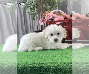 Biton Puppy for sale in CANOGA, NY, USA