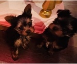 Small Photo #4 Yorkshire Terrier Puppy For Sale in BROOKHAVEN, MS, USA