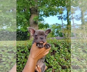French Bulldog Puppy for sale in JACKSONVILLE, FL, USA