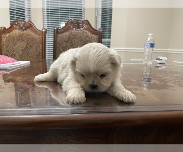 Medium Photo #5 Pekingese Puppy For Sale in PLANO, TX, USA