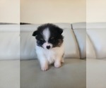 Small #2 Pomeranian