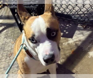 Siberian Husky-Unknown Mix Dogs for adoption in Tulsa, OK, USA