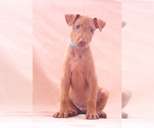 Medium Pharaoh Hound