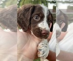 Small Photo #7 Brittany Puppy For Sale in LA GRANGE, KY, USA