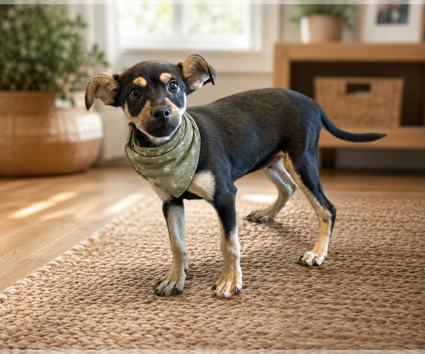 Medium Photo #1 Chipin Puppy For Sale in Phoenix, AZ, USA