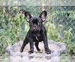 Small Photo #5 French Bulldog Puppy For Sale in LAWRENCEVILLE, GA, USA