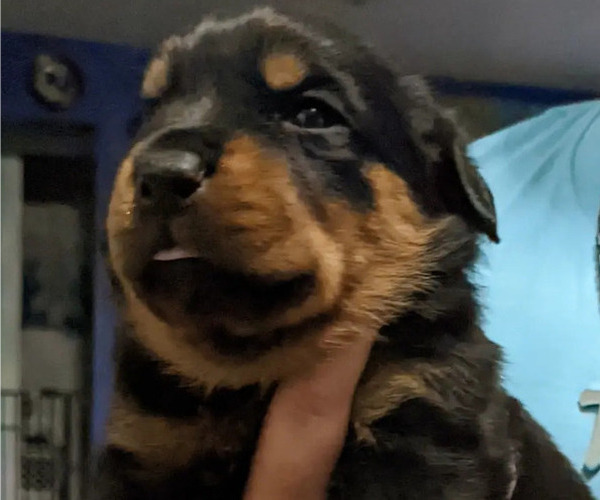 Medium Photo #9 Rottweiler Puppy For Sale in DELAND, FL, USA