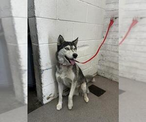 Siberian Husky Dogs for adoption in San Bernardino, CA, USA