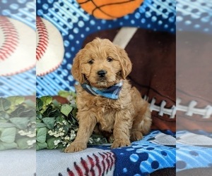 Goldendoodle (Miniature) Puppy for sale in QUARRYVILLE, PA, USA