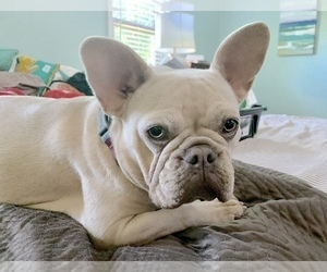 Mother of the French Bulldog puppies born on 09/30/2019