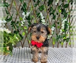 Small #2 Yorkshire Terrier