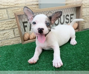 French Bullhuahua Puppy for sale in CARTHAGE, TX, USA