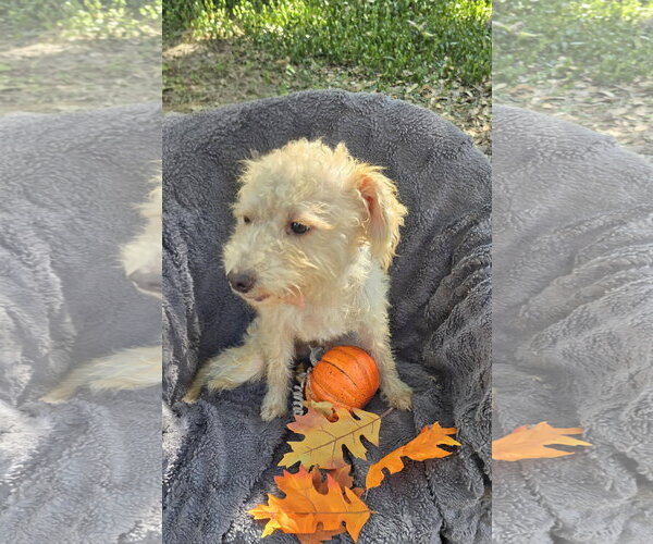 Medium Photo #4 Mutt Puppy For Sale in Missouri City, TX, USA