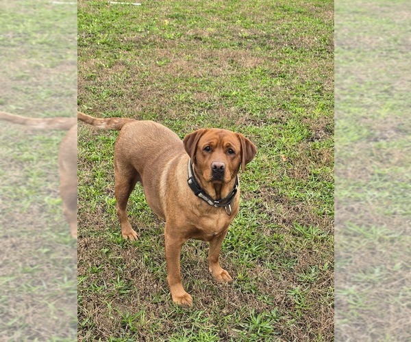Medium Photo #1 Labrador Retriever Puppy For Sale in ACUSHNET, MA, USA