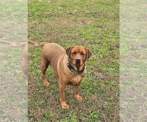 Mother of the Labrador Retriever puppies born on 07/21/2025