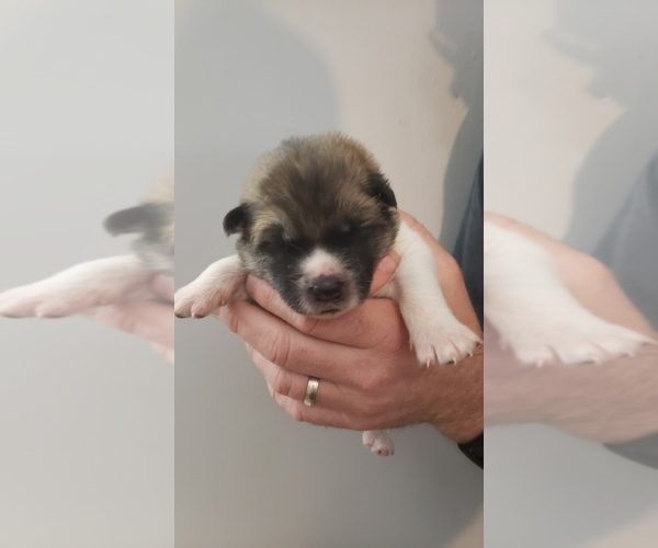 Medium Photo #1 Akita Puppy For Sale in HUTCHINSON, MN, USA