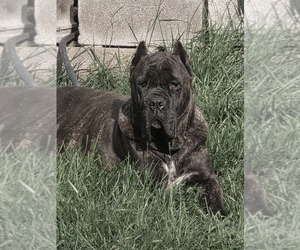 Mother of the Cane Corso puppies born on 06/19/2026