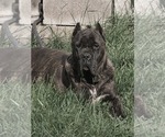 Small Photo #1 Cane Corso Puppy For Sale in AKRON, OH, USA