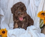 Puppy Hendrix Cock-A-Poo