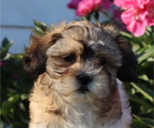 Medium Photo #7 Zuchon Puppy For Sale in THORP, WI, USA
