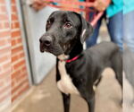Small #6 Labrador Retriever Mix
