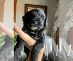 Small #3 English Cream Golden Retriever-Poodle (Miniature) Mix