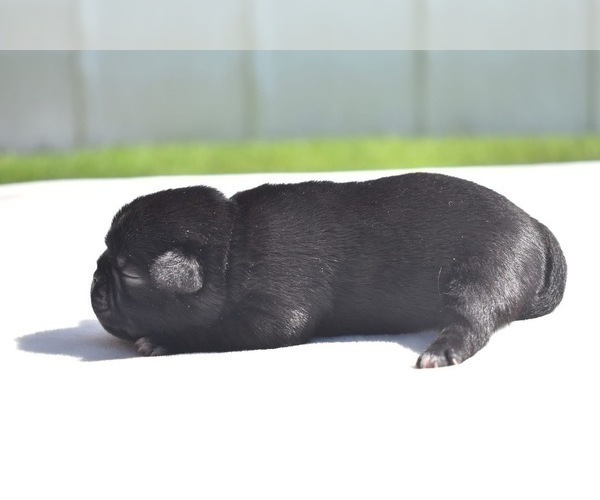 Medium Photo #3 Pug Puppy For Sale in PALM COAST, FL, USA
