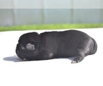 Small #2 Pug