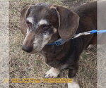 Small #5 Dachshund