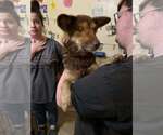Small Photo #4 Mutt Puppy For Sale in Aurora, IN, USA