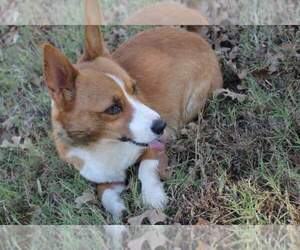 Mother of the Pembroke Welsh Corgi puppies born on 06/05/2021