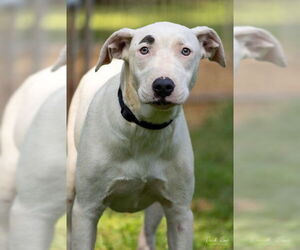 American Bulldog-Whippet Mix Dogs for adoption in Milner, GA, USA