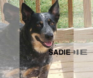 Mutt Dogs for adoption in Woodbury, NY, USA