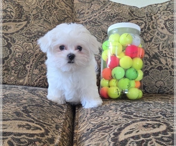 Medium Photo #1 Maltese Puppy For Sale in SANTA CLARITA, CA, USA