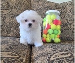 Puppy Mango Maltese