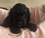 Puppy Puppy 3 Cavapoo
