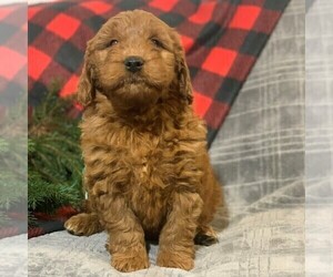 Goldendoodle-Poodle (Miniature) Mix Puppy for sale in NEWMANSTOWN, PA, USA