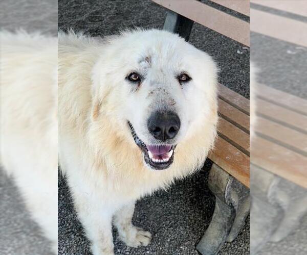 Medium Photo #2 Great Pyrenees Puppy For Sale in Woodland, CA, USA