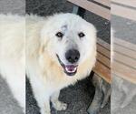 Small #1 Great Pyrenees