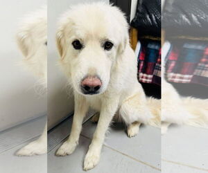 Great Pyrenees Dogs for adoption in Hamilton, MT, USA